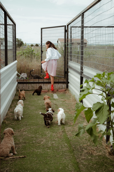 Best start for puppies