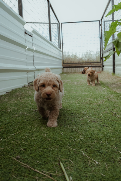 Safety for puppies