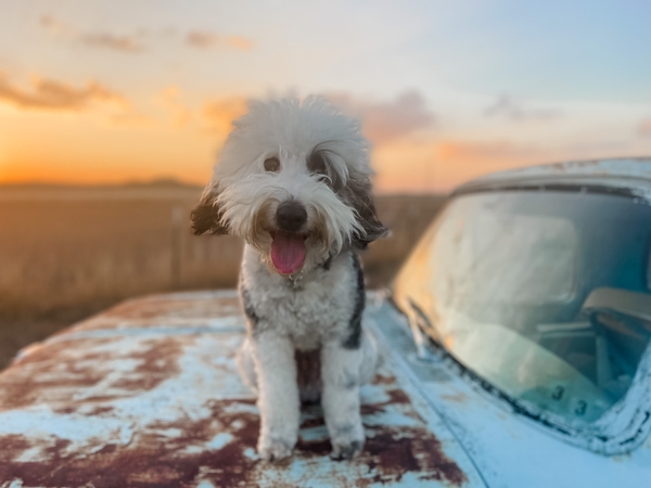 How to Keep Your Doodle Puppy Free From Fleas