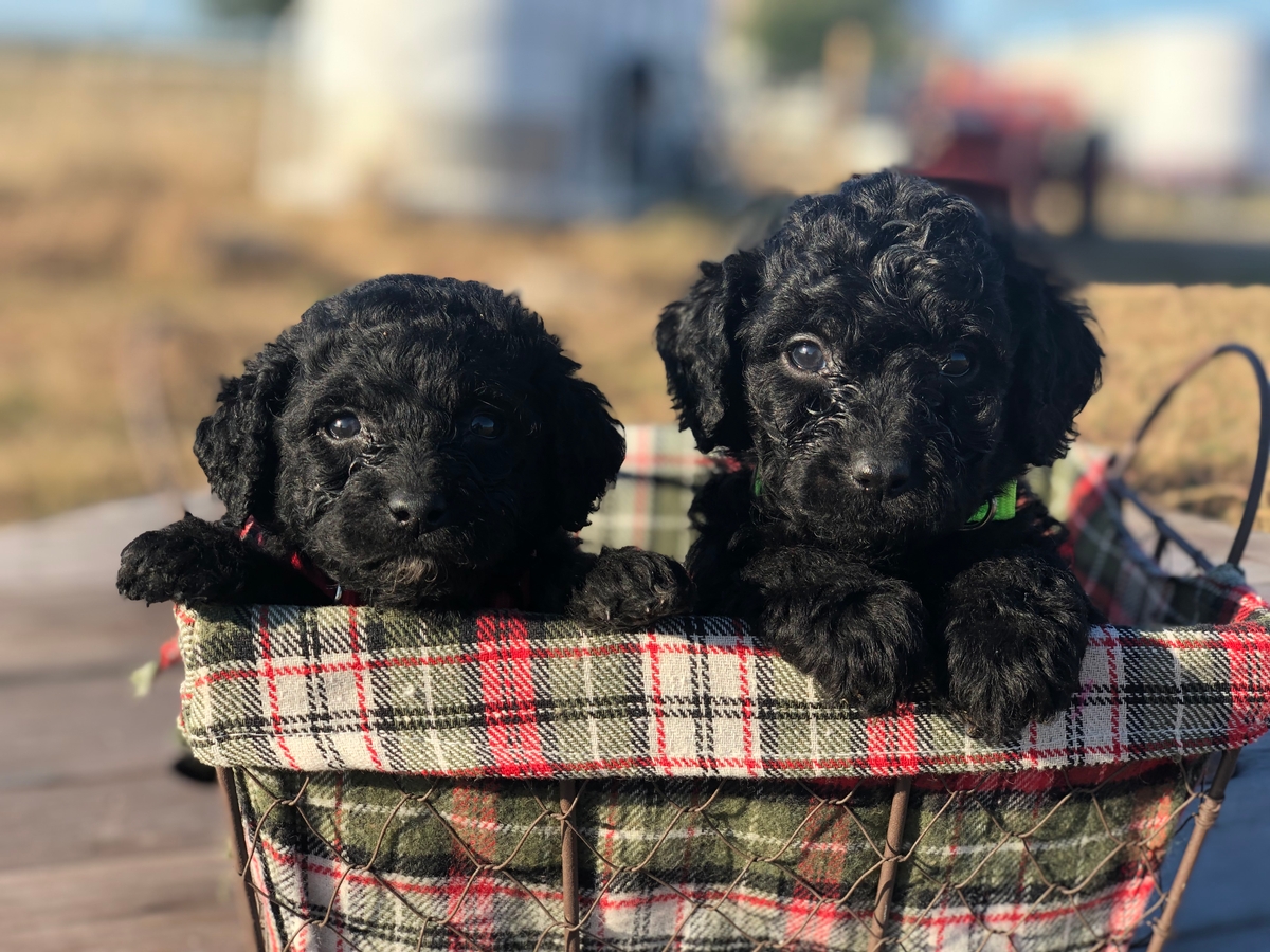 Everything You Need To Know About Double Doodles vrogue.co