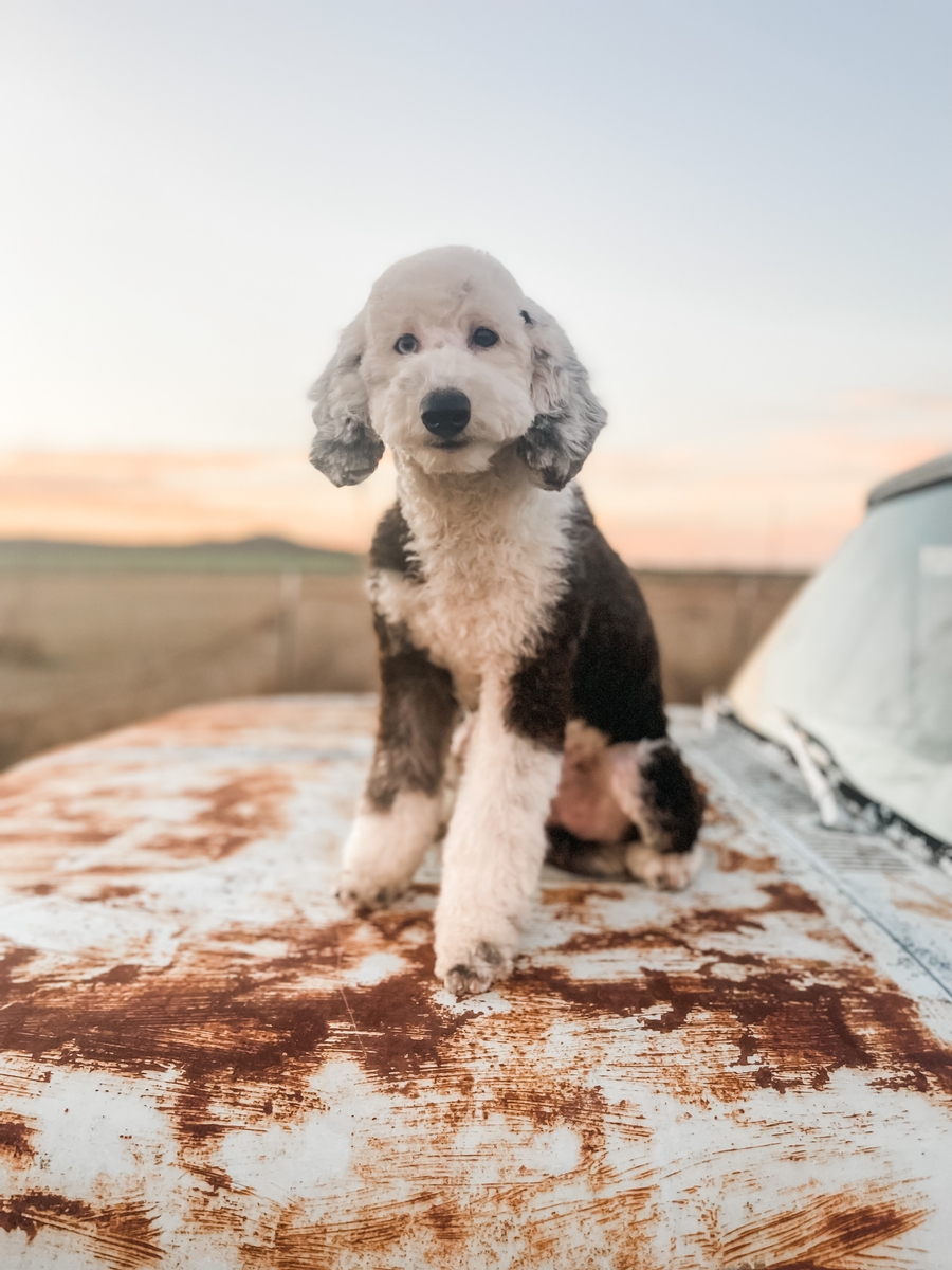 poppy guardian dog