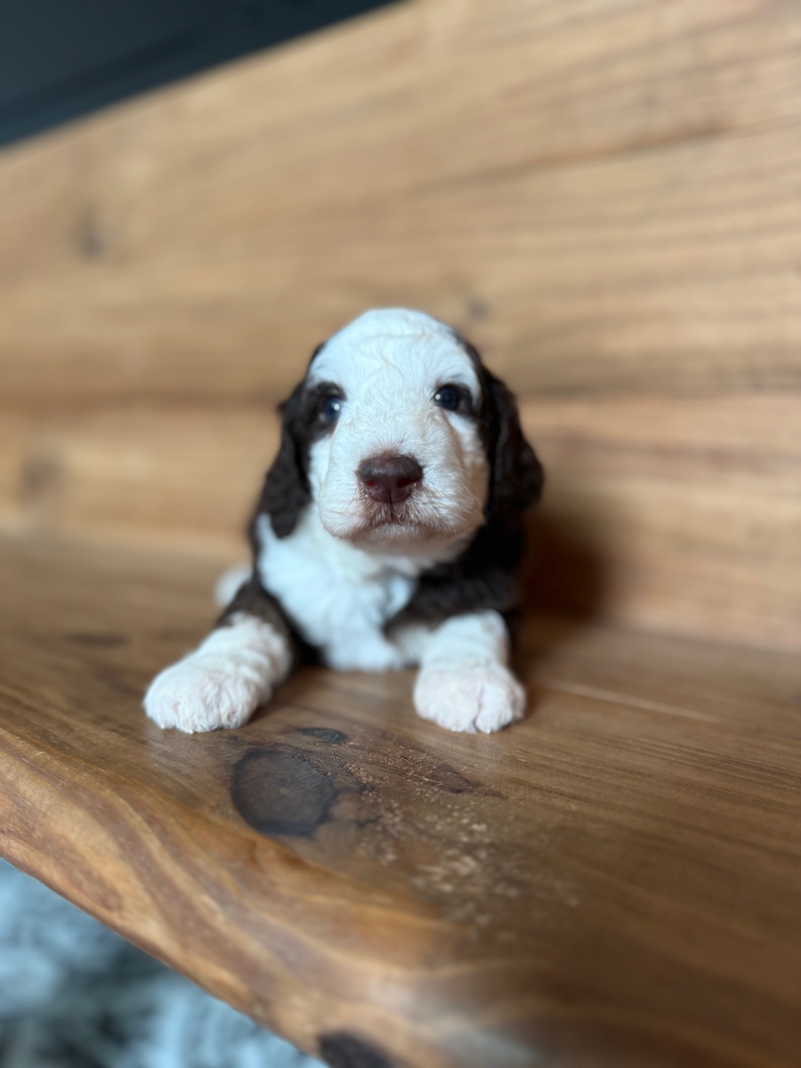 Winston