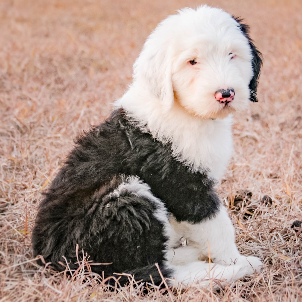 Sheepadoodle Dictionary Definition – Doodle Dog Town