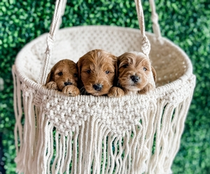 Lady and Lincoln Goldendoodles 