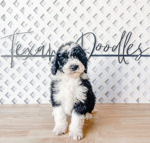 micro Sheepadoodle 