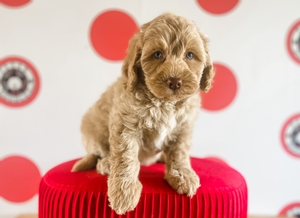 Jojo and Lux mini labradoodles