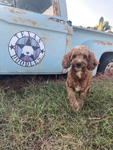 Mini Australian Labradoodle Christmas Eve Litter