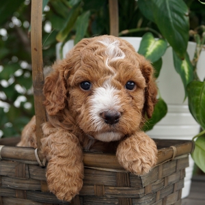 Emily's Litter