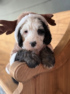 Christmas Standard Sheepadoodles