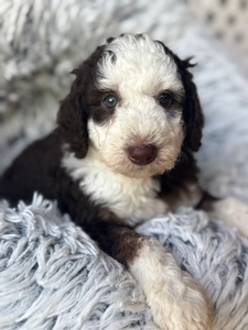 Sheepadoodles Poppy's Last litter