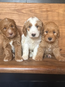 Mini Australian Labradoodles