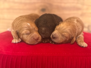 Paisleys newest Puppies