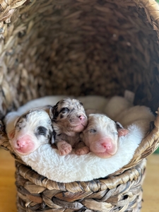 Standard Sheepadoodles