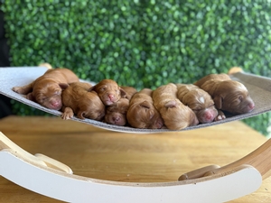 Mini Australian Labradoodles