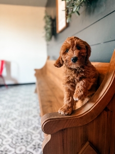 Mini Australian Labradoodles