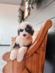 Christmas Standard Sheepadoodles