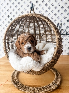 Paisley and Bodee Litter
