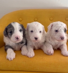 Sweet Tea and Waco litter of Micro Sheepadoodles