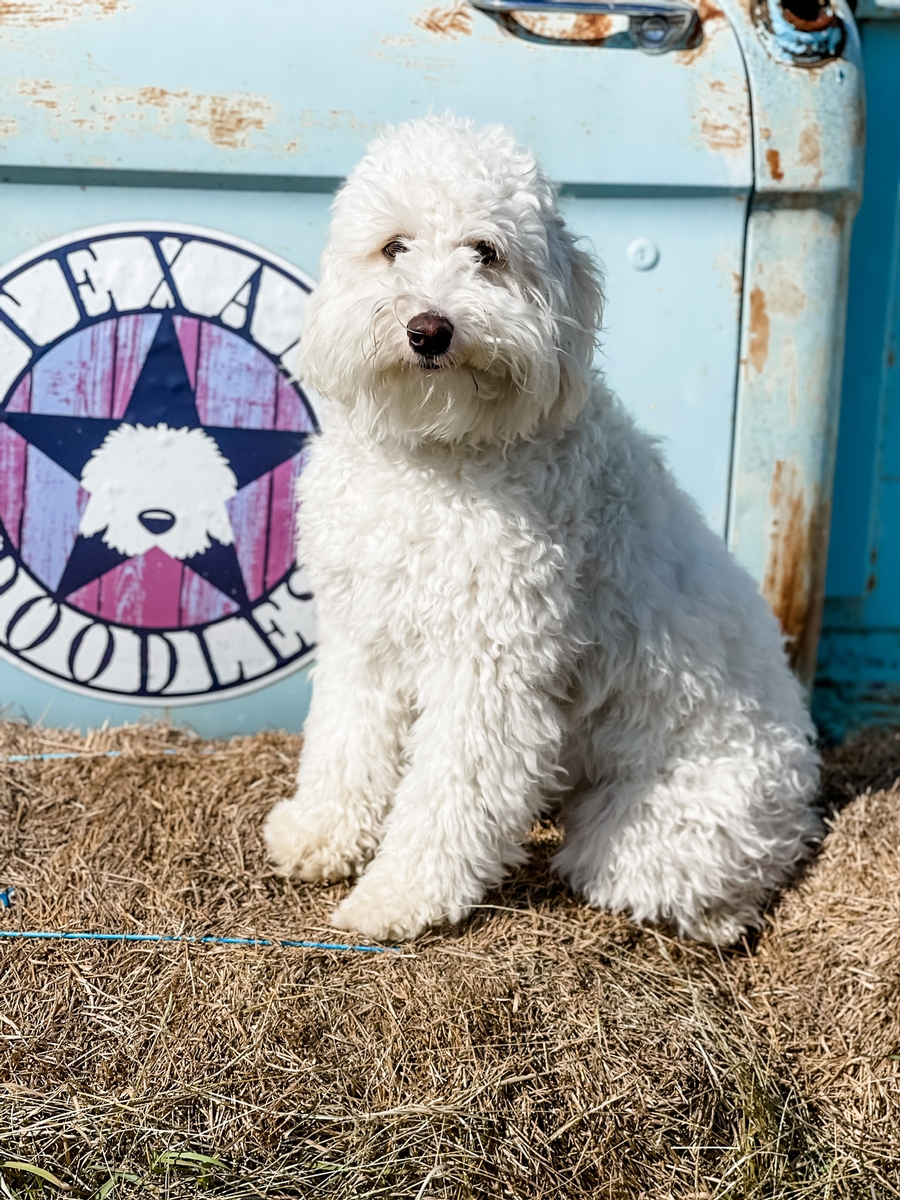 Dixie Belle