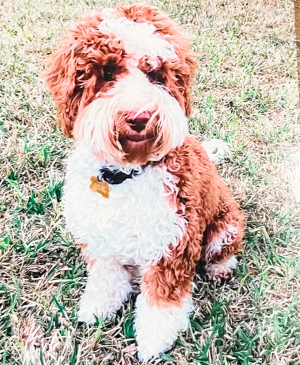 Bodi