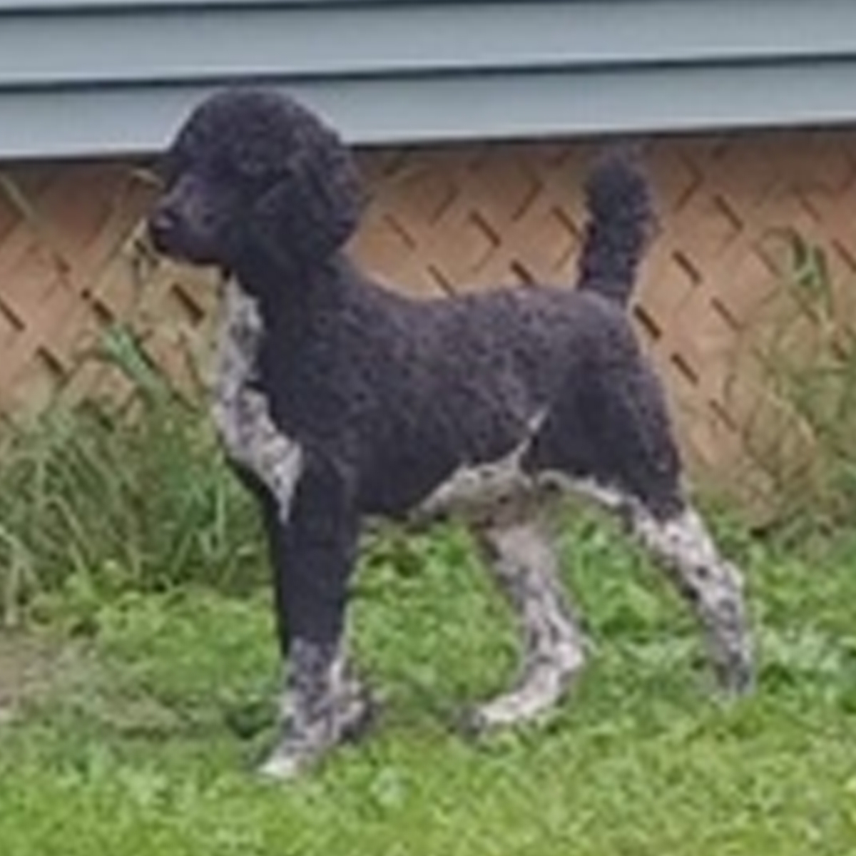 Domino 