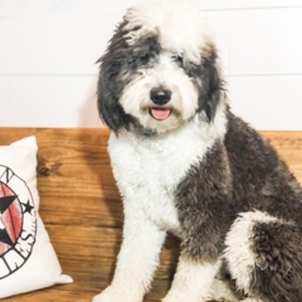 f1b mini sheepadoodle