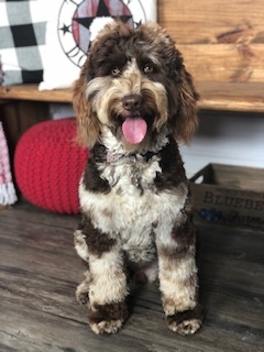 Texas Double Doodle Breeder - Double Doodles Puppies for Sale