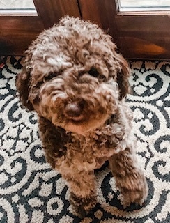 Lucy