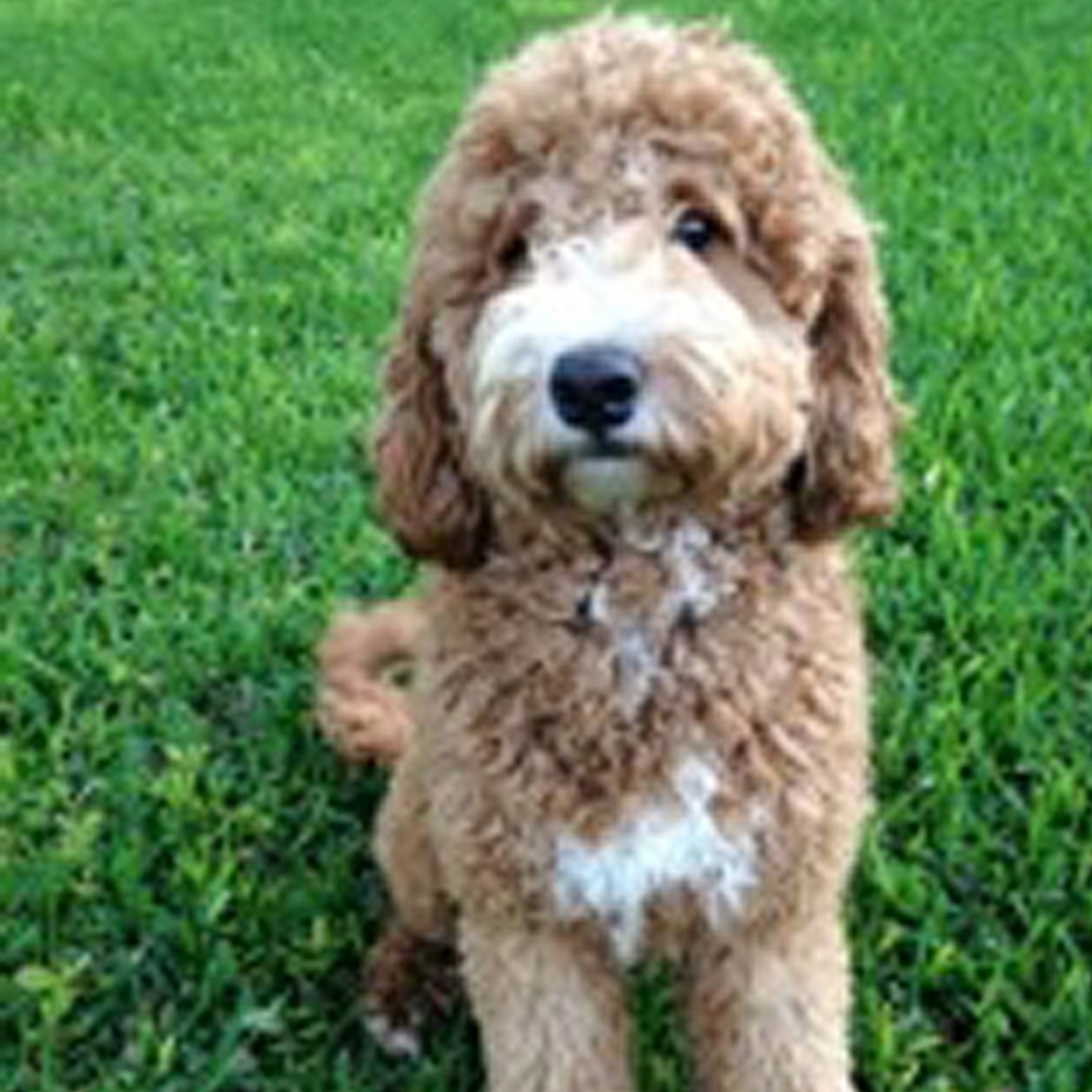 Sporvogn Fange dybt San Antonio Labradoodle Puppies For Sale