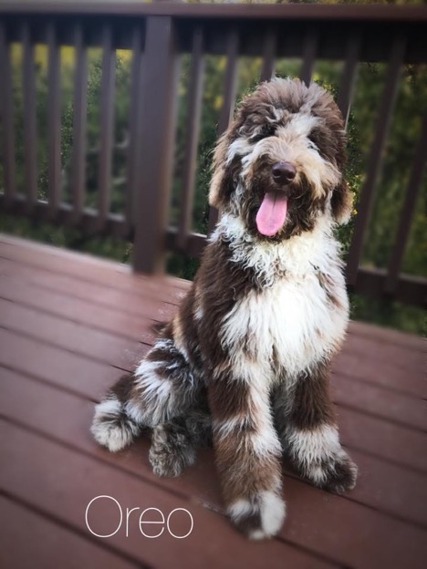 Texas Double Doodle Breeder | Double 