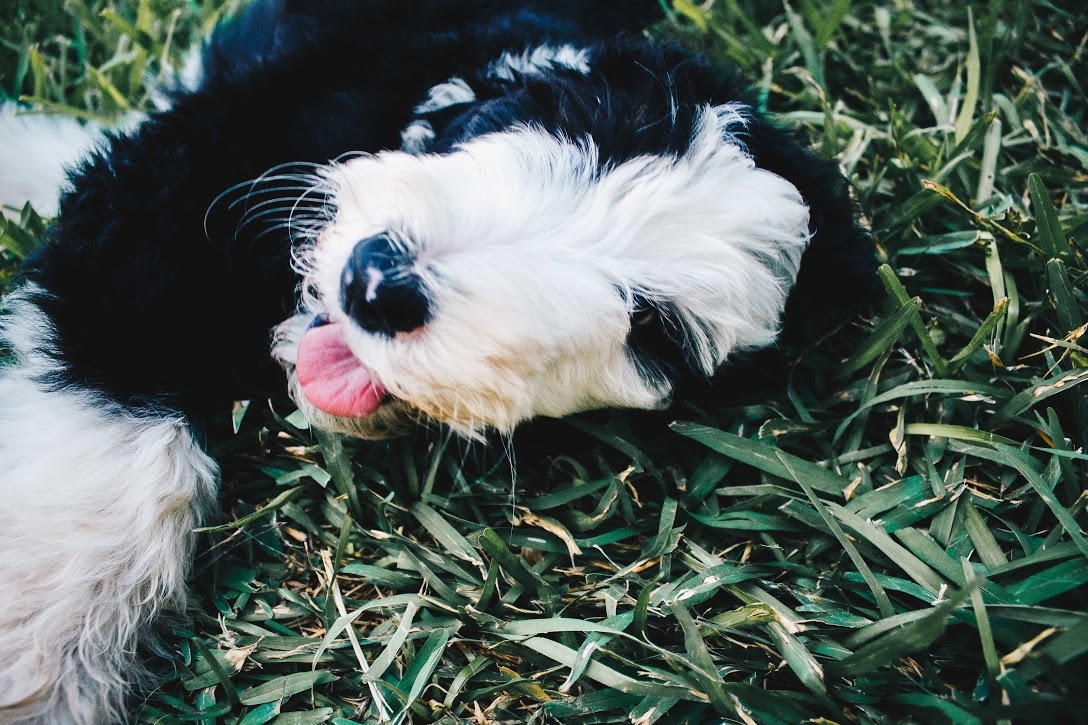 4 Best Sheepadoodle Breeders in Florida! (2022) - We Love Doodles