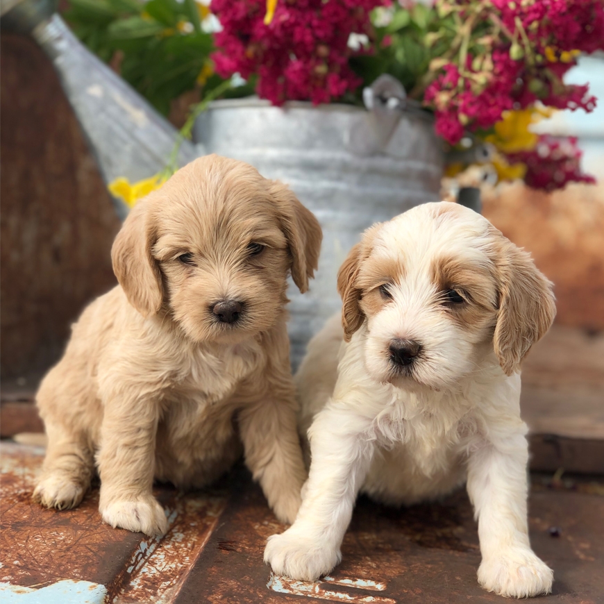Labrador poodle shop puppies for sale
