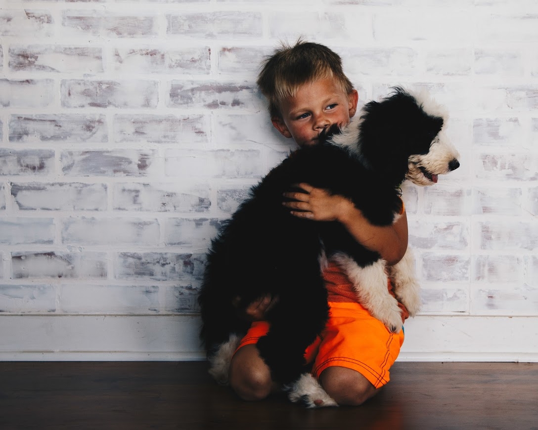 Goldendoodle, Sheepadoodle and Bernedoodle Puppies - Double U Doodles