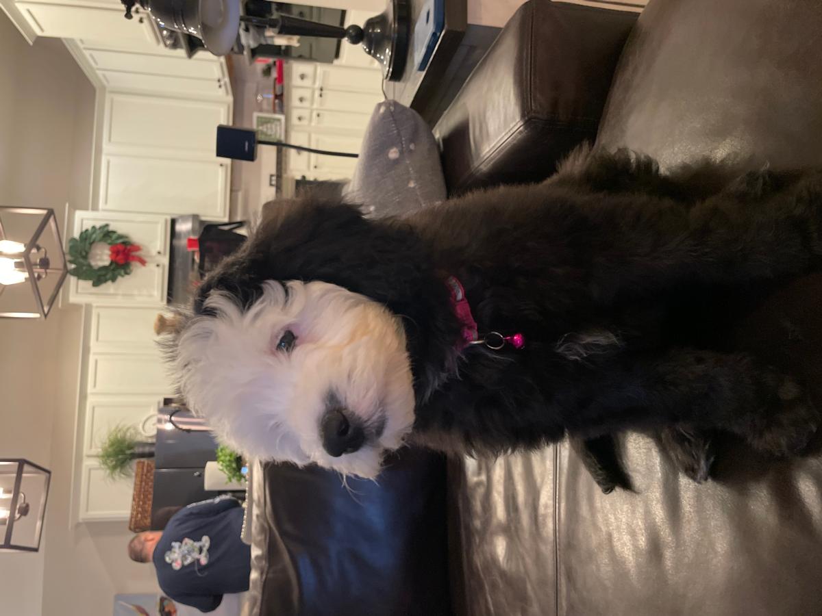 David and Veronica Doss